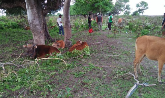 Pria di Sulut Racun 13 Sapi Warga Lalu Beli Bangkainya dengan Harga Murah