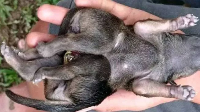 Viral Anjing Punya Kaki Tujuh di Kabupaten Bolaang Mongondow Utara